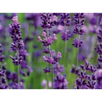 Naturally Lavender Flower